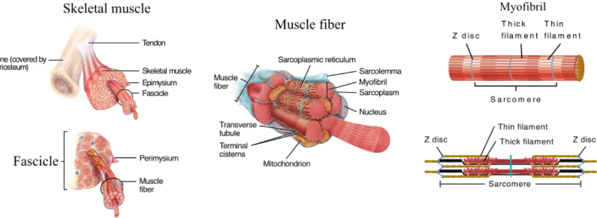 Figure 1.3: Representation of a skeletal muscle with multiple levels of organization. Adapted from (Tortora and Derrickson, 2014 )