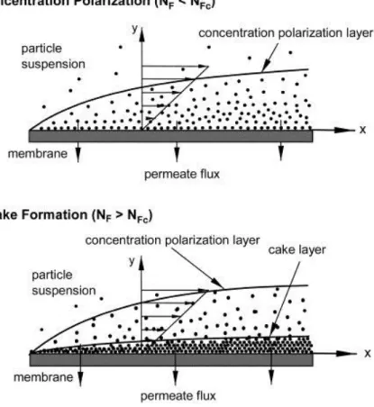 Fig. 3.2 Schematic description of concentration polarization and cake formation over a  membrane surface in crossflow filtration