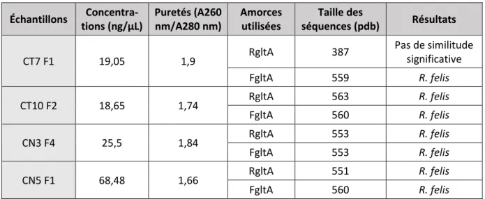 Tableau 12. Bilan du séquençage des échantillons issus de la PCR Rickettsia spp. 