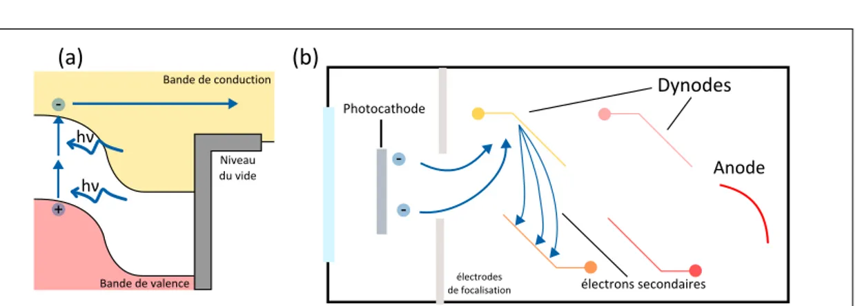 Figure 5.3 – Principe de fonctionnement du photocompteur en détection à deux pho- pho-tons