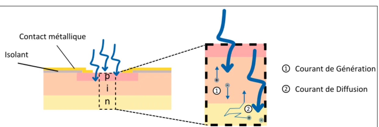 Figure 2.4 – Architecture d’une photodiode PIN, intégrant une zone intrinsèque I entre les couches P et N