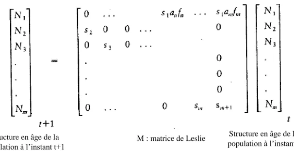 Figure 2 : Modélisation d’une matrice de Leslie (Leslie, 1945)