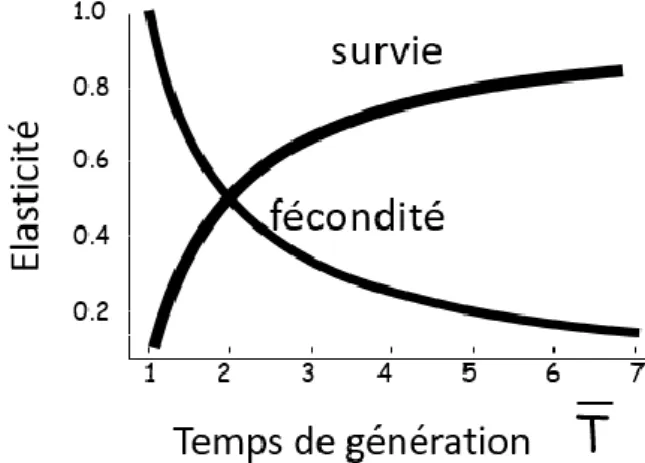 Figure 3 : Elasticité du taux de multiplication annuel λ aux variations des paramètres  démographiques selon le temps de génération (Lebreton &amp; Clobert, 1991)