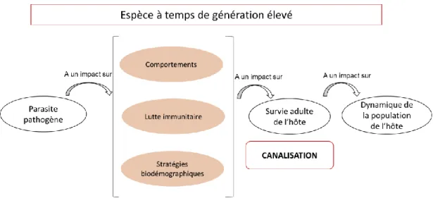 Figure 4 : Schématisation de l’hypothèse de l’étude