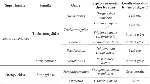 Tableau 1 : Principales espèces de strongles gastro-intestinaux chez les ovins. 