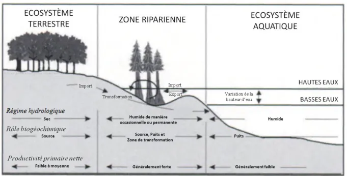 Figure  7  :  Position  des  zones  ripariennes  comme  écotones  entre  écosystèmes  terrestres  et  aquatiques  (Spray and McGlothlin 2004)
