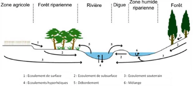 Figure  9  :  Représentation  des  principaux  écoulements  dans  les  zones  humides  alluviales  (Vidon  et  al.,  2010)