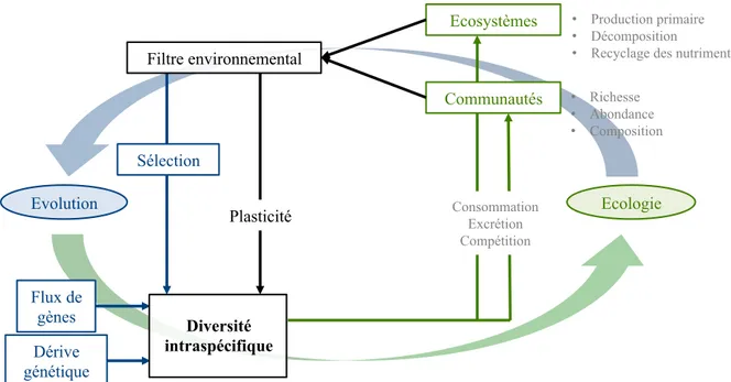Figure I.2. Schéma conceptuel des causes et des conséquences de la diversité intraspécifique 