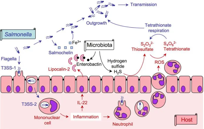 Figure 1: Salmonella , the host and its microbiota (Thiennimitr et al., 2012). 