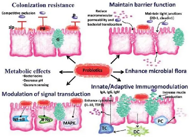 Figure 4:  Different mode of action of probiotics against Salmonella infection in poultry (Sherman 