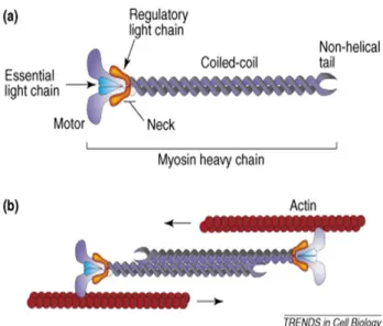 Figure 1.4: The actomyosin cytoskeleton. (a) Schematic diagram of a myosin II monomer, depicting the light and heavy chains