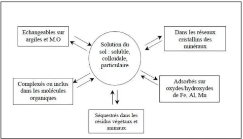 Figure 5 : Les différentes fractions contenant des ETM adsorbés ou complexés sur les sédiments 