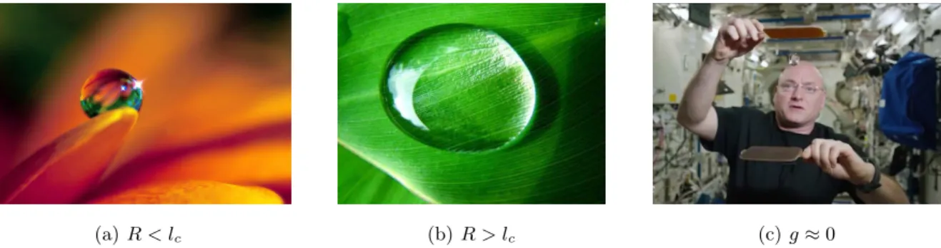 Figure 1.2 – (a) Petite goutte d’eau en forme de perle, déposée sur un pétale. La capillarité est la force dominante,
