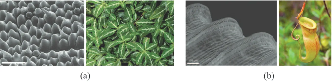 Figure 1.14 – Plantes superhydrophiles : (a) la Ruellia Devosiana a une structure en forme de cônes qui favorise