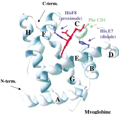 Fig. 1. Représentation tridimensionnelle de la myoglobine de cachalot. La protéine est formée par le repliement de huit hélices (désignées de A à H de l’extrémité N- vers l’extrémité C-terminale)