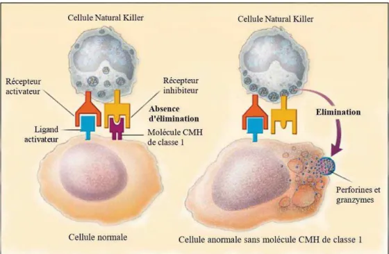 Figure 1 : Reconnaissance et élimination d’une cellule anormale par les cellules NK (Delves  et Roitt, 2000a)