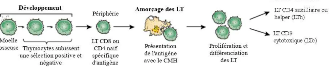 Figure 2 : Développement des lymphocytes T (Parkin et Cohen, 2001). 