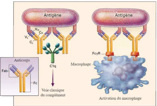 Figure 4 : Structure et mode d’action des anticorps (Delves et Roitt, 2000b). 