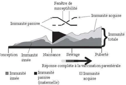 Figure 5 : Développement de l'immunité chez le veau (Chase et al., 2008). 