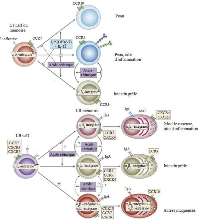 Figure 7 : Effets de l’acide rétinoïque et du 1,25 dihydroxyvitamine D3 dans le recrutement des lymphocytes  dans les tissus lymphoïdes (Mora et al., 2008)