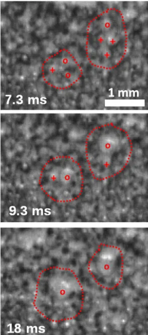 Fig. 10    Image sequence showing some coalescence events. Cir- Cir-cles and crosses indicate mobile and stagnant bubbles, respectively;  square signal, f = 4 kHz and V pp  = 168 V; acquisition frequency =  1500 FPS, exposure time = 1/1500 s