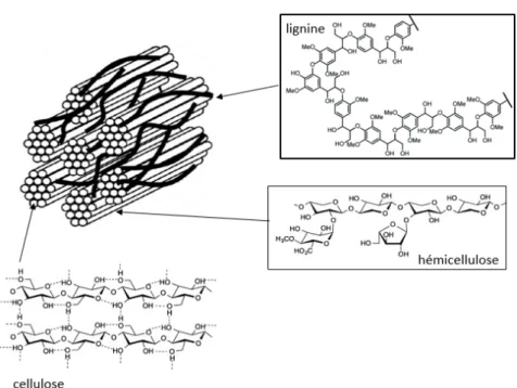 Figure 1.1 – Structure de la matière lignocellulosique, adapté de Fu et al.[ 7 ].