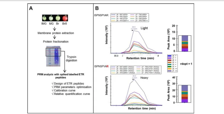 FIGURE 1 | PRM workflow for identification and relative quantification of ethylene receptors