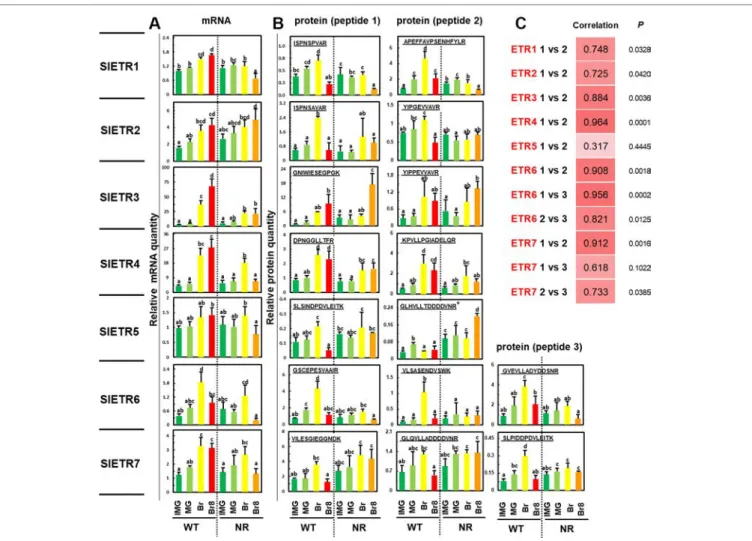 FIGURE 2 | Variations of abundance of mRNAs and proteins of the seven ETRs over fruit development in WT and NR genetic variants of Solanum lycopersium, 