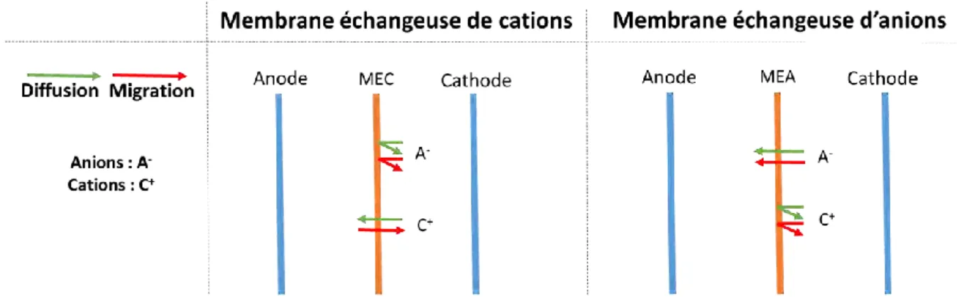 Figure 1.10: Schéma de principe du passage des ions à travers des membranes échangeuses  d'ions sous l’effet de la diffusion et de la migration dans une CEM 