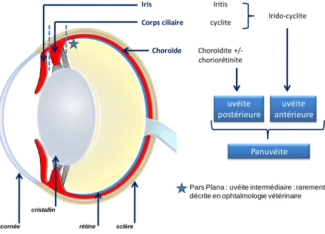 Figure 1 : Organisation générale du globe oculaire 