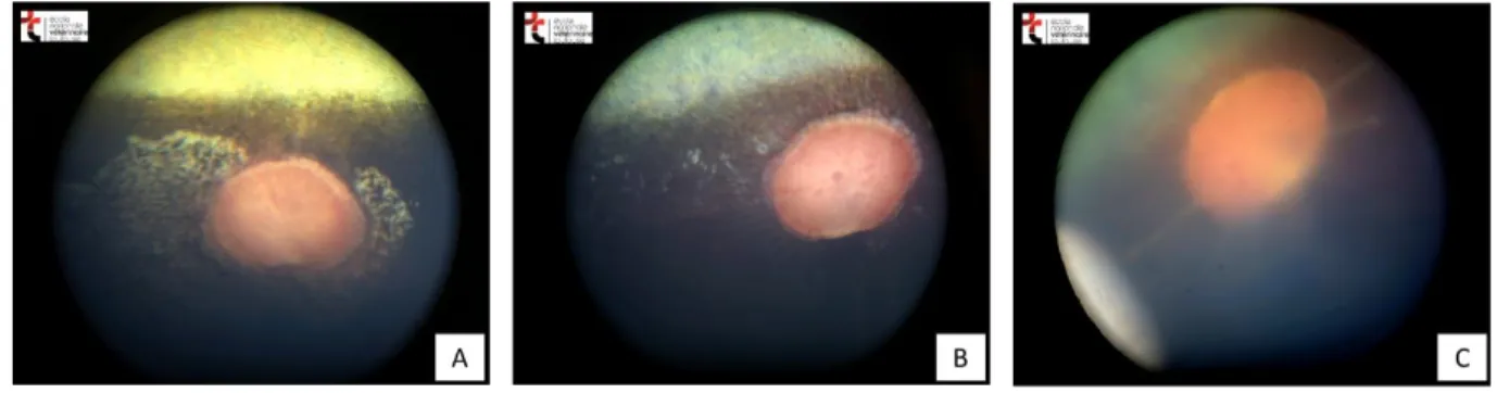 Figure 6 : Lésions du fond d’œil chez le cheval.  