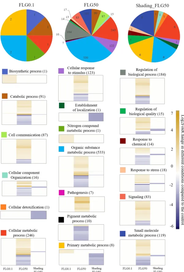 Figure 3. Biological processes involved and regulation of gene expression in the three different conditions