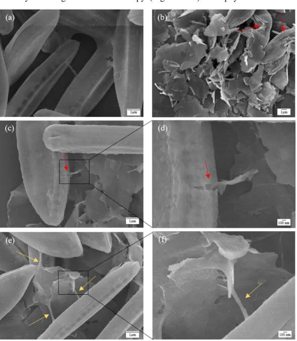 Figure 4. Scanning electron microscopy images of N. palea at 48 h of growth in control culture  (a) and in culture exposed to FLG 50  (b-f)