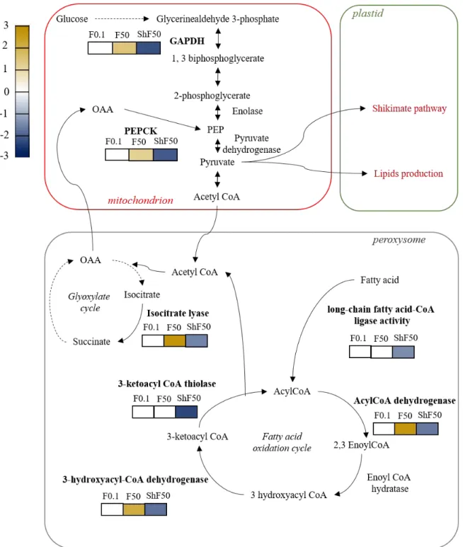 Figure 6. Hypothesized energetic metabolic pathways in N. palea. Colored squares indicated the regulation of  gene encoding for enzymes functioning (in bold) after 48h of exposure to FLG0.1 (FLG 0.1 ), FLG50 (FLG 50 ) and 