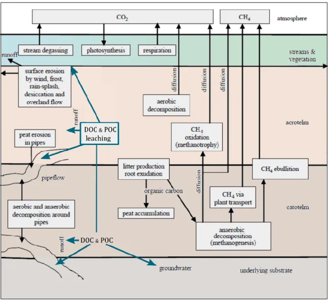 Figure 6 Composition du cycle du carbone dans les tourbières. Schéma adapté de Holden (2005) 