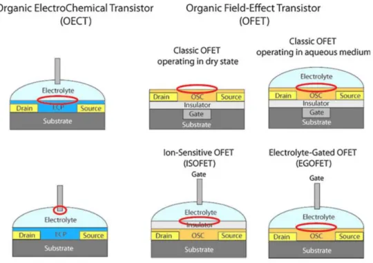 Figure  1.2  –  Architecture  of  OFET  and  OECT  transistors.  Sensing  part,  that  could  be  also  functionalized, is marked by red[8]  