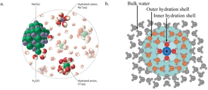 Figure  2.1  –  Solvation  process  in  aqueous  electrolyte  solution:  a)  Water  molecule  interaction  with NaCl salt crystal; b) Formation ion of surrounding hydration shells [54] 