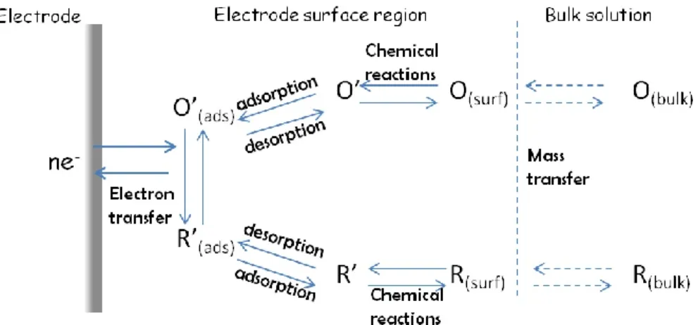 Figure  2.6  –  Schematic  representation  of  the  process  near  the  non-polarizable  electrode  under  applied potential[56] 