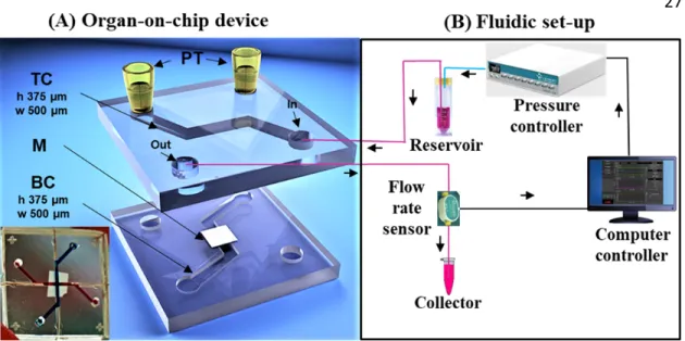 Fig.  1:  (A)  Organ‐on‐chip  device  (inset  Picture:  BIOS/Lab  on  a  Chip,  UTwente);  exploded 