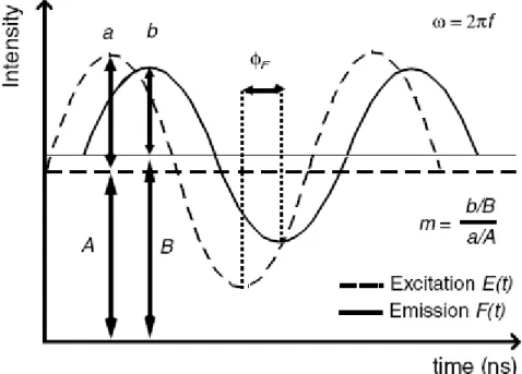 Figure  1-13 :  principe  de  la  mesure  du  temps  de  vie  de  fluorescence  dans  le  domaine  fréquentiel ;  introduction des notations [Herman 2003]