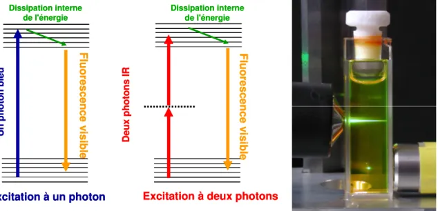 Figure 1-24 : principe de la fluorescence par absorption à un et deux photons, et illustration dans une  cuve de fluorescéine (un photon en haut, deux photons en bas)