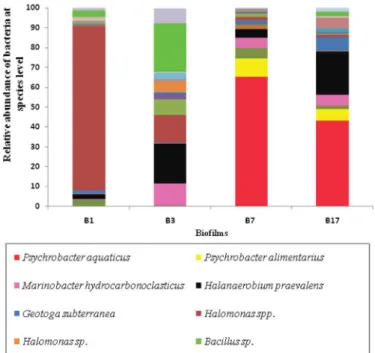 Fig. 7. Bacterial distribution of bioﬁlm communities at phylum level. B1 (salinity 150 g/L, temperature 40 °C and inoculum size of 10%), B3 (salinity 150 g/L, temperature 50 °C and inoculum size of 30%), B7 (salinity 200 g/L, temperature 45 °C and inoculum