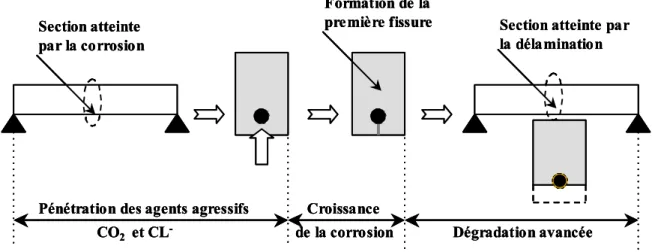 Figure 2.1 – Stades de dégradation par corrosion des aciers dans le béton armé  [Weyers, 1983]