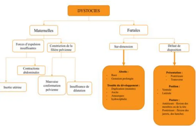 Figure 3 : Causes de dystocies chez les bovins d'après Noakes et al., 2001 