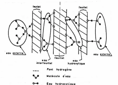 Figure 3.3: Interaction du type liaisons hydrogène dans les matériaux cimentaires  (d’après Sierra, 1980) 