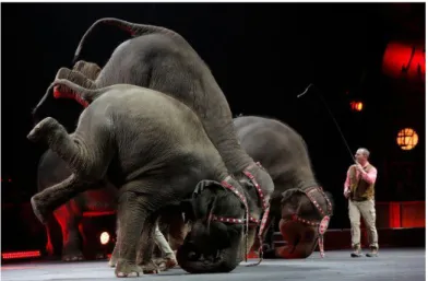 Figure 2 : Eléphants faisant le poirier au cirque Barnum (Etats-Unis) (Le cirque Barnum  ferme ces portes, les amis des animaux respirent,  2017) 
