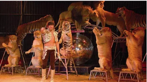 Figure 3 : Les fauves du cirque Pinder en pleine représentation (Le cirque Pinder débarque  avec ces animaux, 2013) 