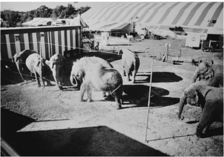 Figure 8 : Des éléphants de cirque en paddock extérieur (Friend et Parker, 1999) 