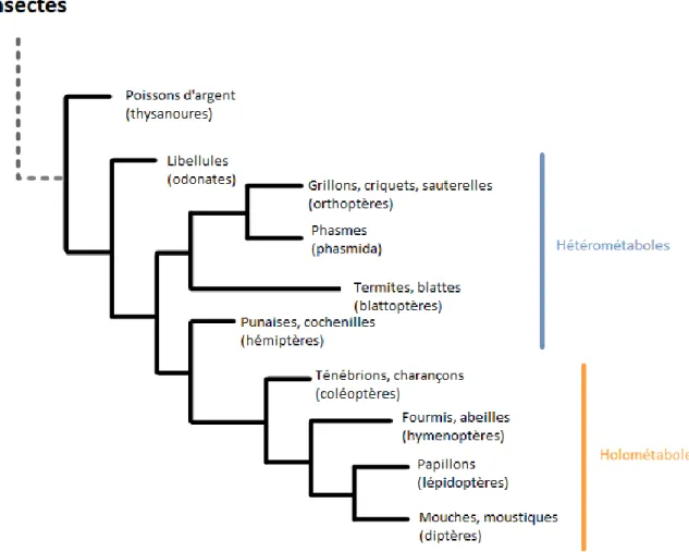 Figure 3 : Classification phylogénétique simplifiée des différents ordres d'insectes.  D'après locust.cirad.fr et insectes.org
