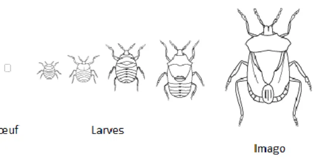 Figure 4 : Modèle de développement d'un insecte hétérométabole.  D’après wsu.edu.